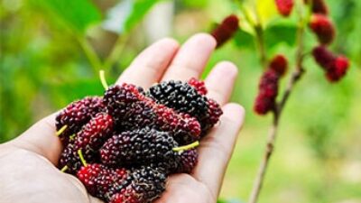 Her gün bir akarsu kadeh dut tüketmenin 10 faydası