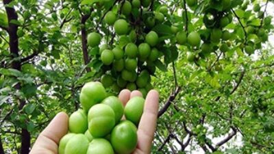 Yeşil erik yemeniz için 11 niçin